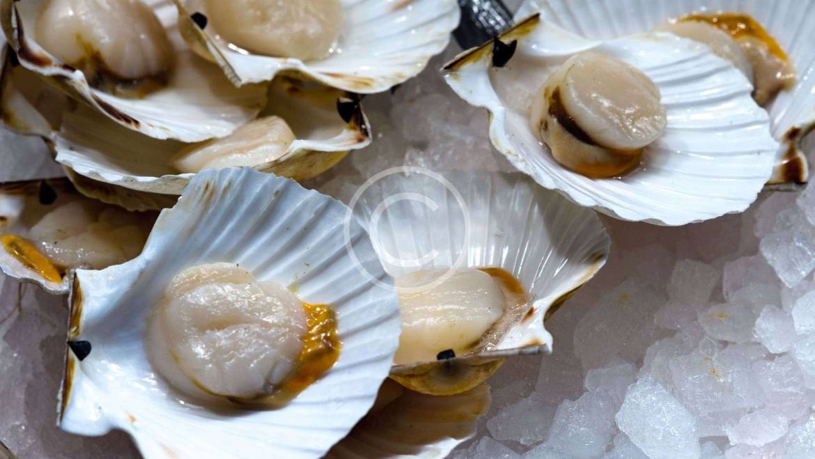 Raw Oysters on Half Shell